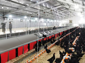 Автоматическое гнездо для несушек