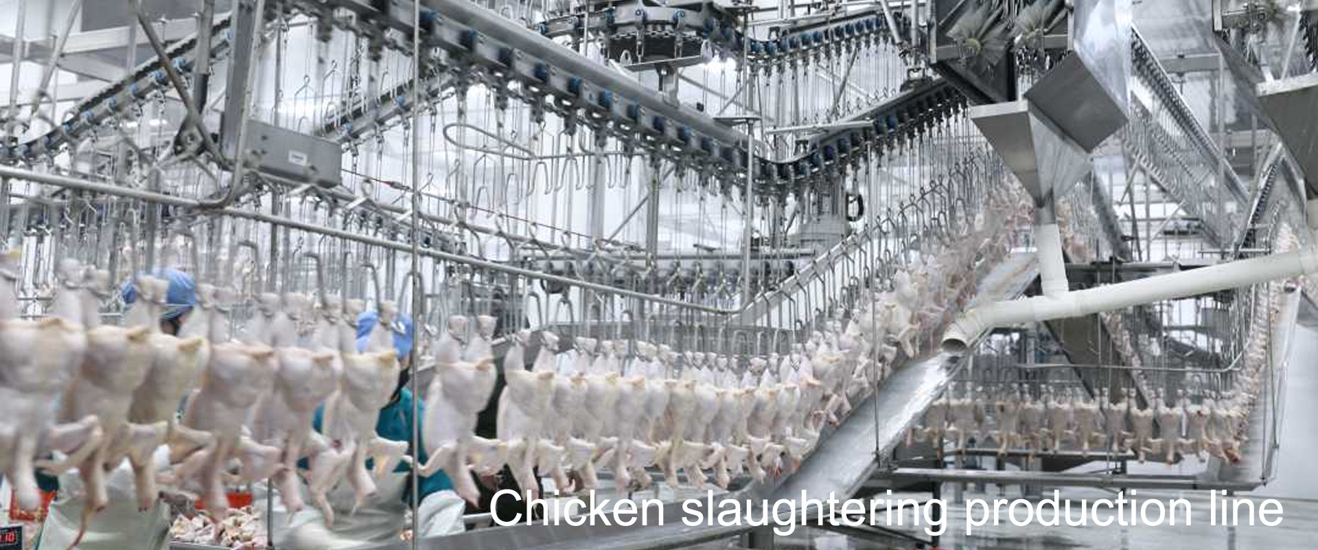 Chicken slaughtering production line