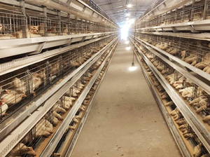 Система клеток для слоев